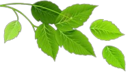 leafs